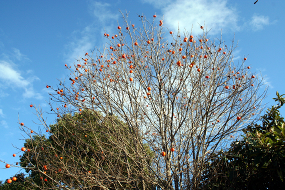 c0011009_3333063.jpg