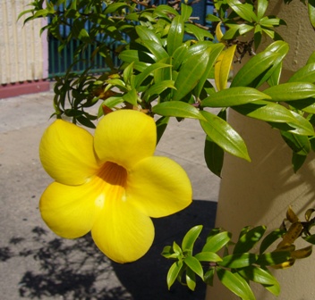 e0049015_5171187.jpg