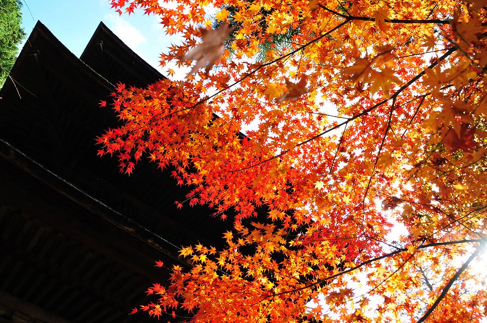 湖東三山の真ん中、金剛輪寺が朱に染まって・・・_a0031821_846397.jpg