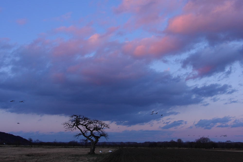 タンチョウ　夕景_c0140721_19375672.jpg