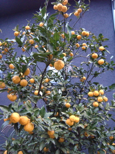 f0147922_15552532.jpg