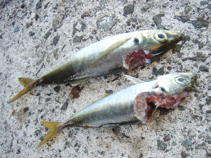 f0103126_20121983.jpg