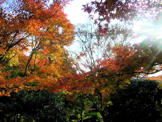 苔寺でしめやかに写経〜紅葉の京都〜_b0143531_2256372.jpg