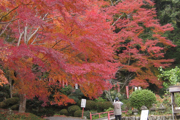 両子寺 紅葉 空の羊