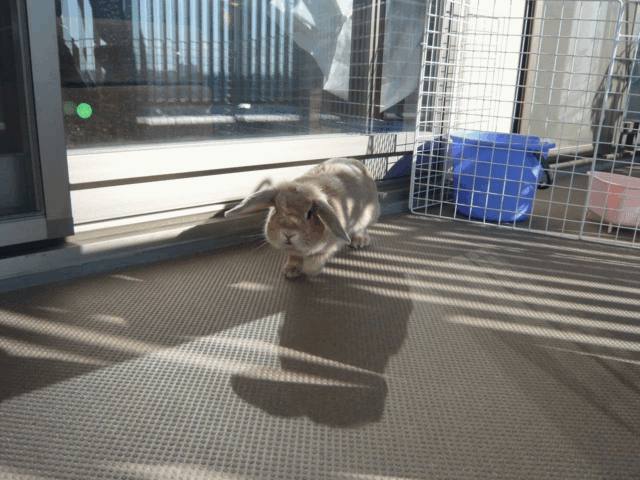 c0151439_1116415.gif