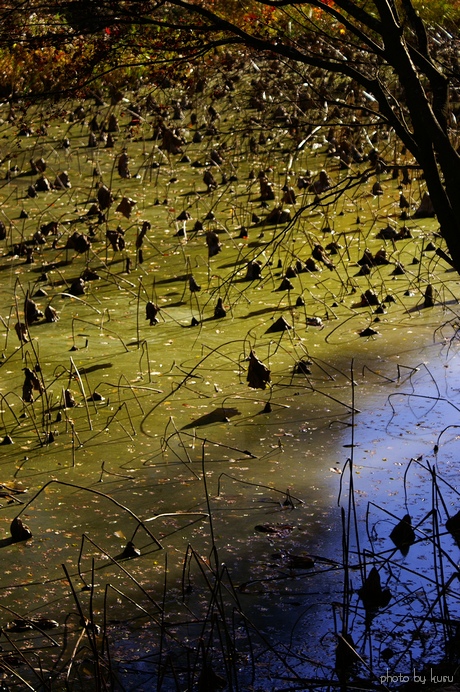 晩秋の情景　－自然公園蓮池－_c0136440_22511529.jpg