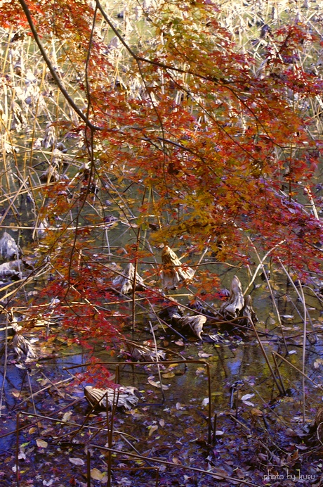 晩秋の情景　－自然公園蓮池－_c0136440_22542748.jpg