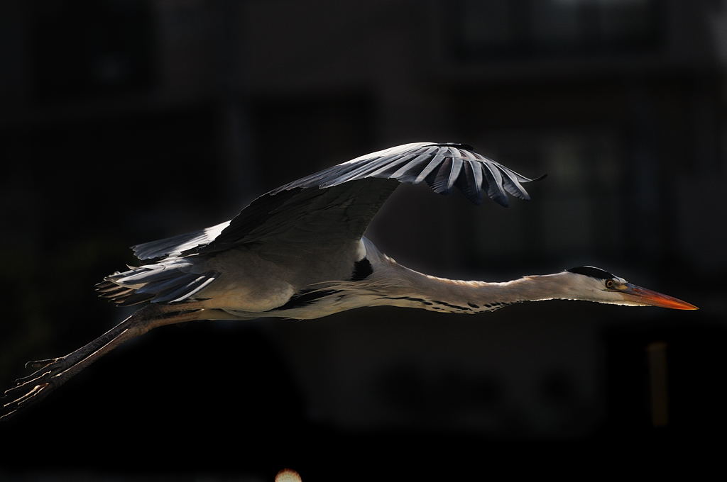 鳥を撮りに明石港へ_d0148541_20121714.jpg