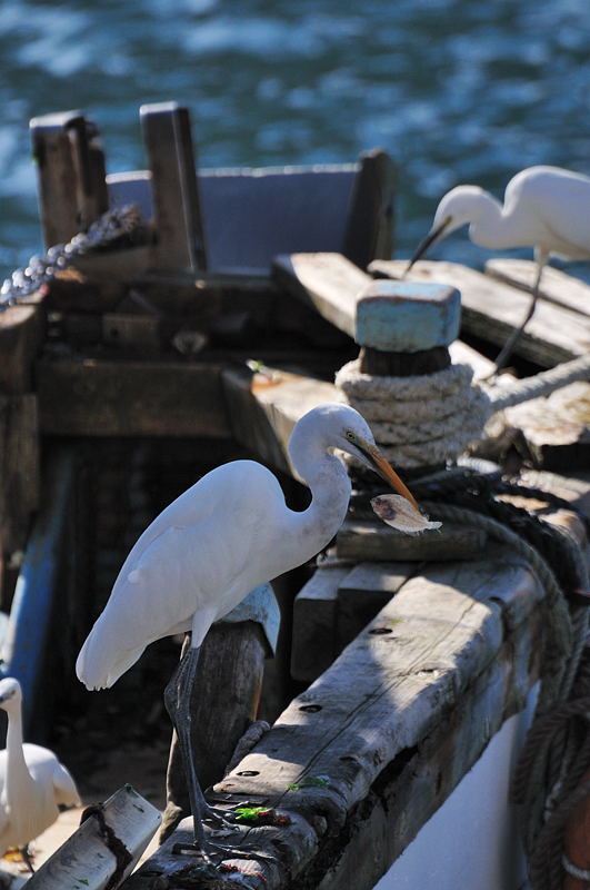 鳥を撮りに明石港へ_d0148541_2014816.jpg