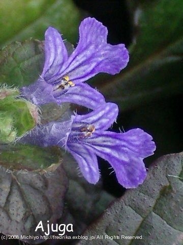 Purple Flowers_e0129046_3141545.jpg