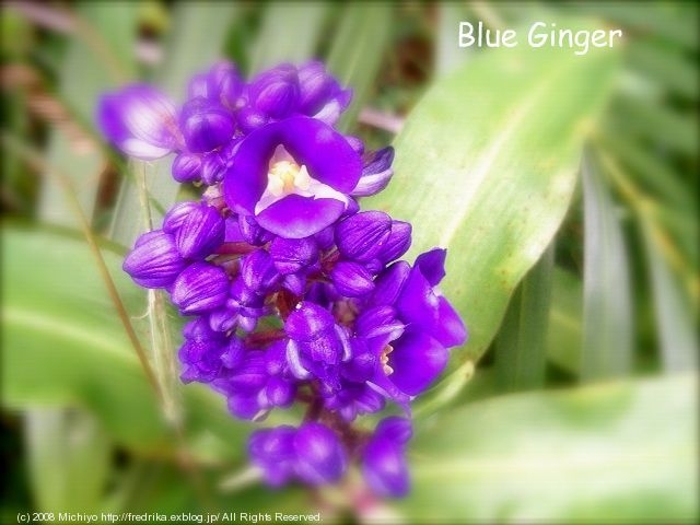 Purple Flowers_e0129046_353036.jpg