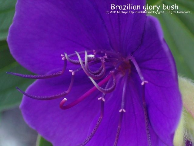 Purple Flowers_e0129046_385192.jpg