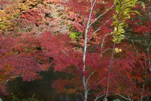 南房総の紅葉_f0031546_21502091.jpg