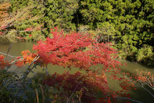 南房総の紅葉_f0031546_21502958.jpg