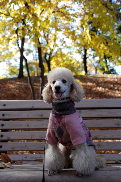 こちらも見頃♪　（府中の森公園）_b0131661_21142974.jpg