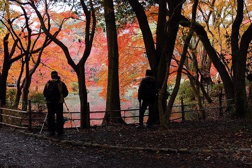 染めたくて・紅葉Ⅳ（京都府立植物園）_d0090161_12211954.jpg