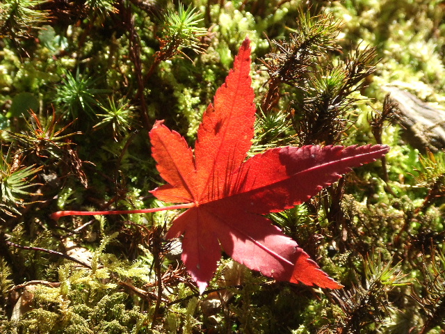 紅葉狩り～建仁寺_e0025561_2274073.jpg