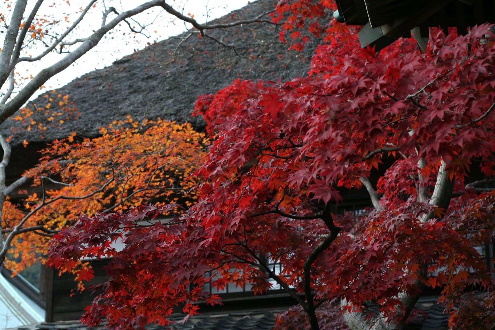 海蔵寺の紅葉_f0158364_21101143.jpg