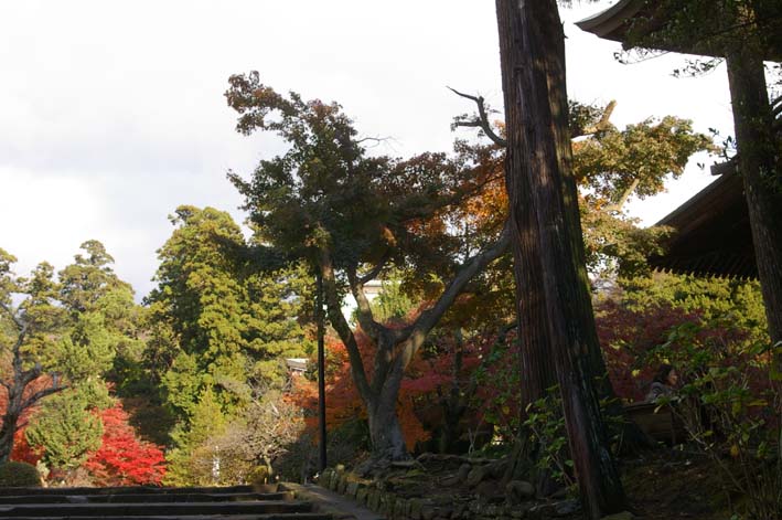 鎌倉紅葉情報①北鎌倉円覚寺（08・11・29～30）_c0014967_23472515.jpg