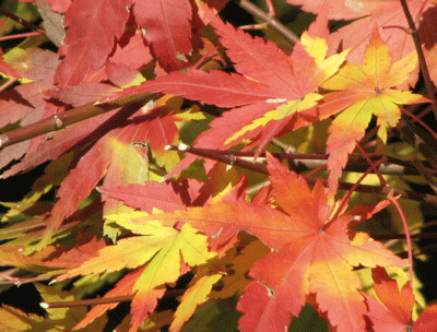d0050472_19255035.gif