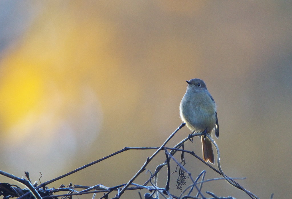 朝のジョウビタキ♀とルリビタキ_d0125872_029515.jpg