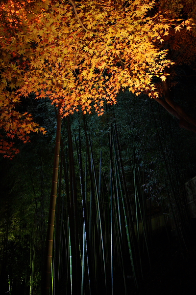 直指庵と北野天満宮のもみじ苑_e0051888_721630.jpg