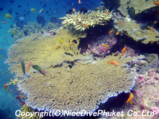 シミラン諸島 NO.7 イーストオブエデン_e0162203_15585646.jpg