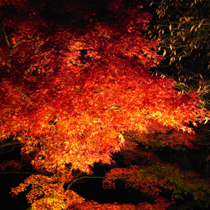 紅葉 清水寺_c0141005_23515599.jpg