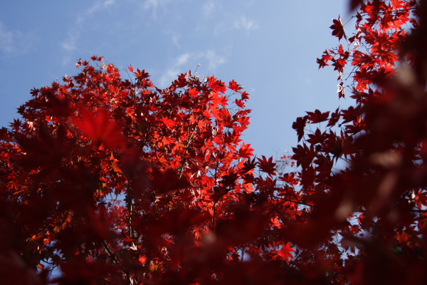 京都 今熊野観音寺_f0145608_20585861.jpg