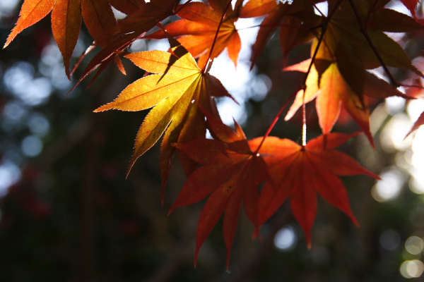 京都 今熊野観音寺_f0145608_2059650.jpg