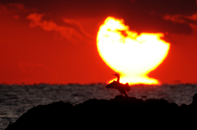 夕陽＆ウミウ_d0074828_22592951.jpg