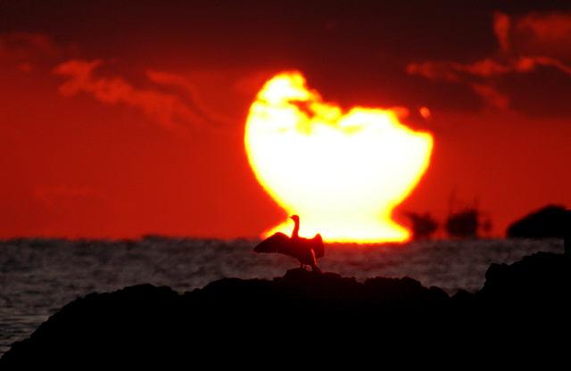 夕陽＆ウミウ_d0074828_22594730.jpg