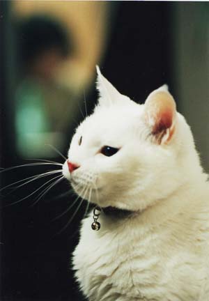 初めて育てた 白猫ミーちゃん 4にゃん日記