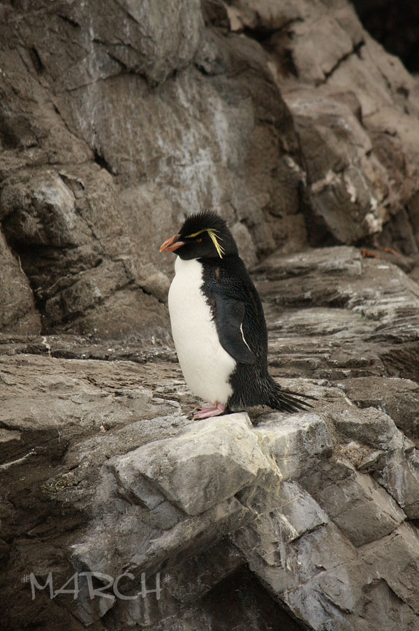 かっとびペンギン！_e0146037_0441020.jpg