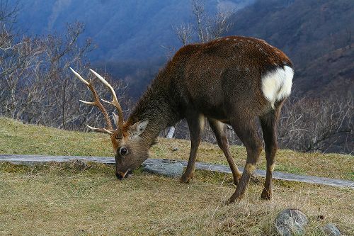 丹沢山、こんにちは。_c0015639_22244098.jpg