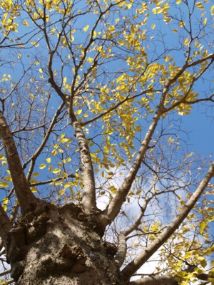 c0119142_2105770.jpg