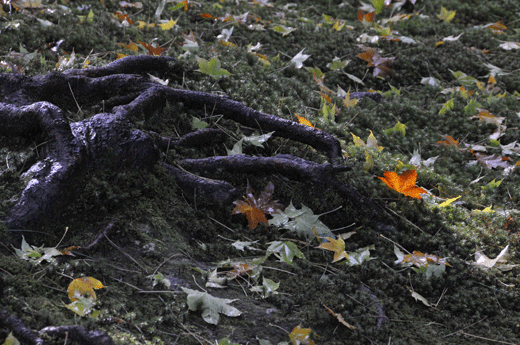 c0093046_7415291.gif