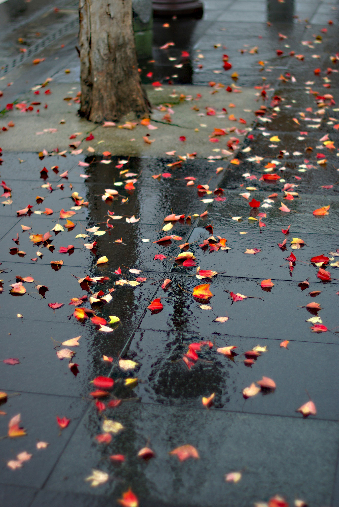 雨の日の情景 Alpo S Photo Blog