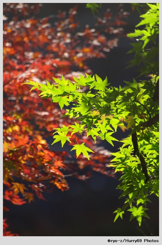 緑葉輝く紅葉の時_e0063851_1820105.jpg