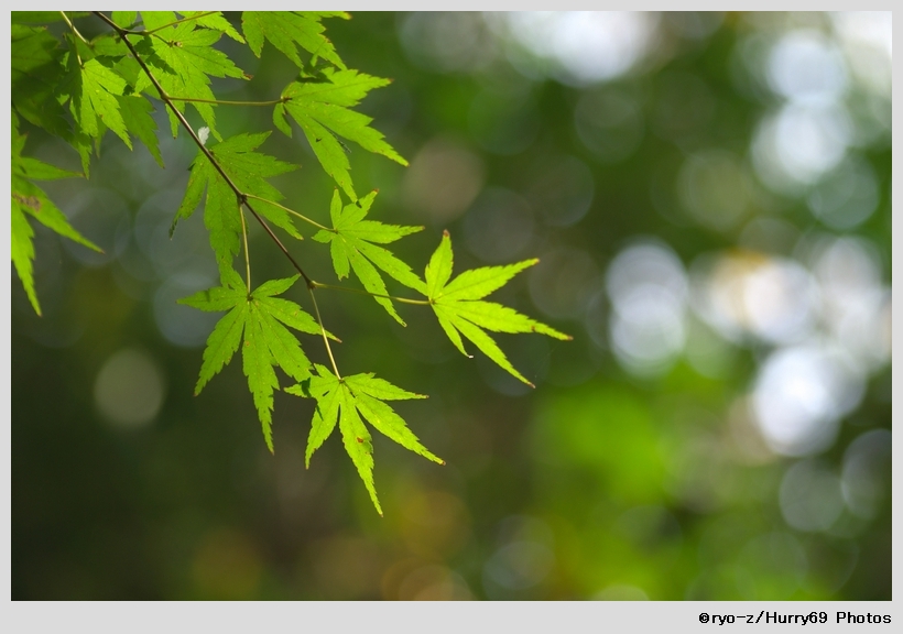 緑葉輝く紅葉の時_e0063851_18212832.jpg