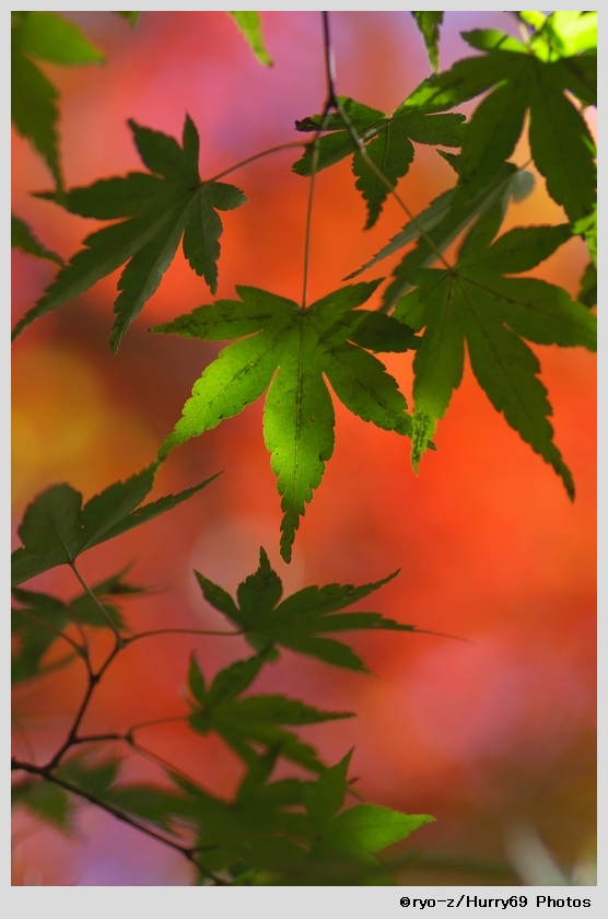 緑葉輝く紅葉の時_e0063851_187332.jpg