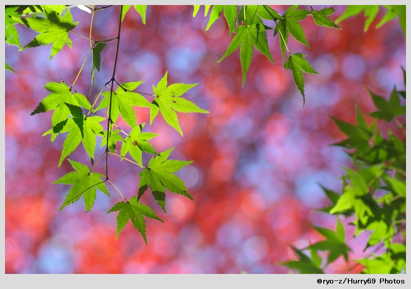 緑葉輝く紅葉の時_e0063851_1874958.jpg