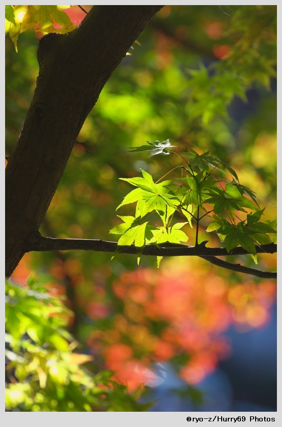 緑葉輝く紅葉の時_e0063851_1893377.jpg
