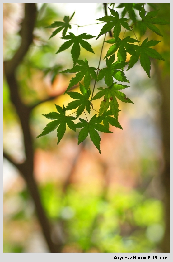 緑葉輝く紅葉の時_e0063851_1894996.jpg
