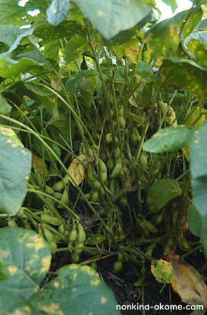 c0145453_8482552.jpg