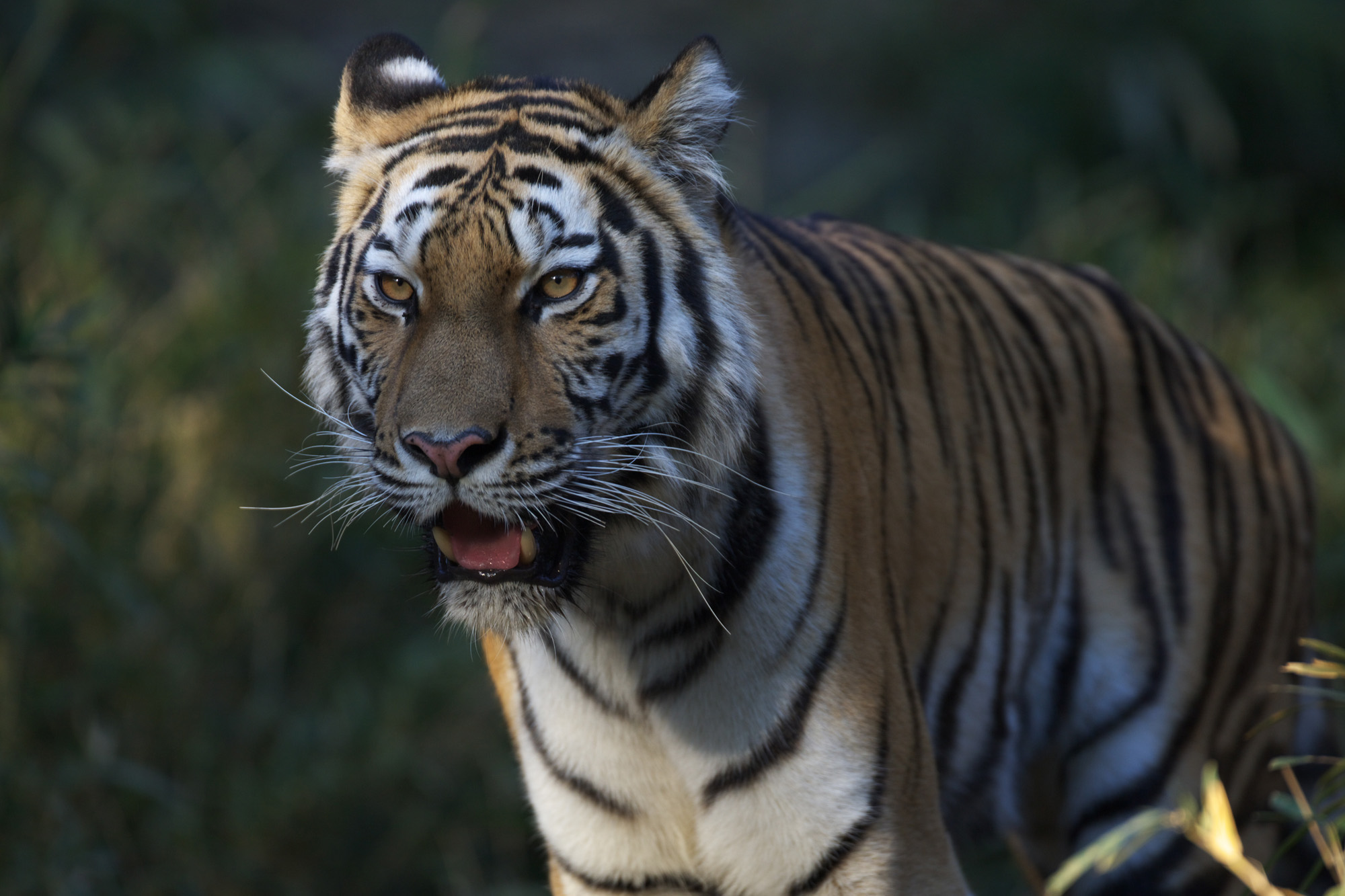 多摩動物公園303_e0060169_6345962.jpg