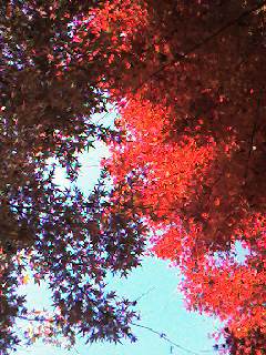 紅葉の季節/ Trees_d0090888_1718076.jpg