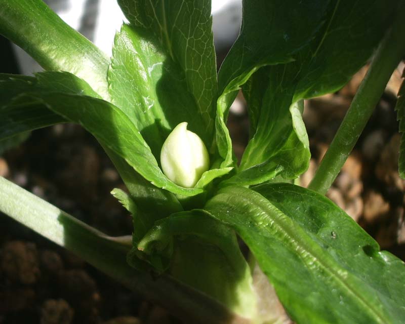 e0129991_1141367.jpg