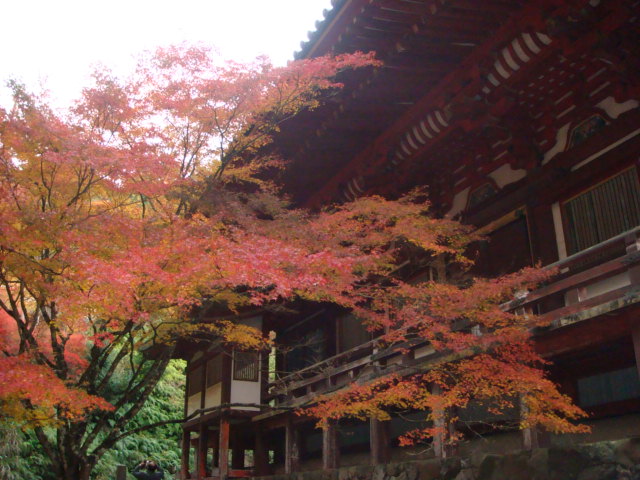 かしまし４人組　紅葉の京都へ。_f0137694_1672625.jpg
