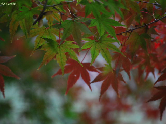 c0090703_11415100.jpg